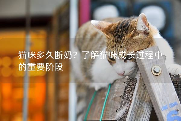 貓咪多久斷奶？了解貓咪成長過程中的重要階段